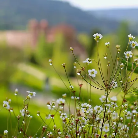 بيت للعطل Design House In Black Forest Near بيرسبرون